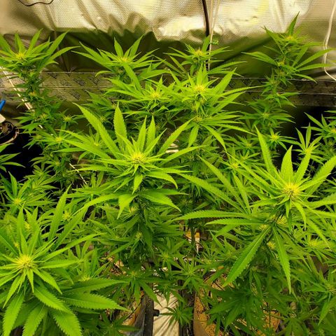 White Widow growlog timeline photo