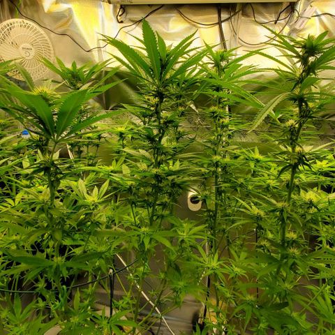 White Widow growlog timeline photo