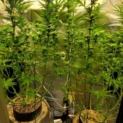 White Widow growlog timeline photo