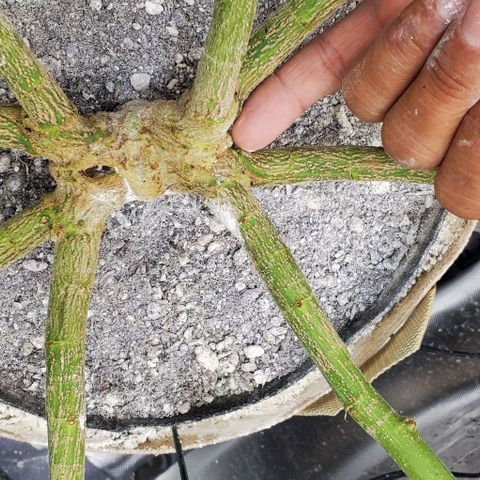 White Widow growlog timeline photo