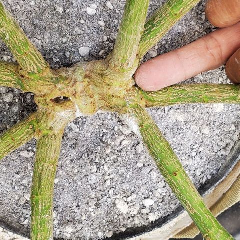 White Widow growlog timeline photo