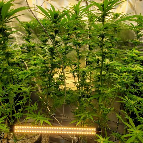 White Widow growlog timeline photo