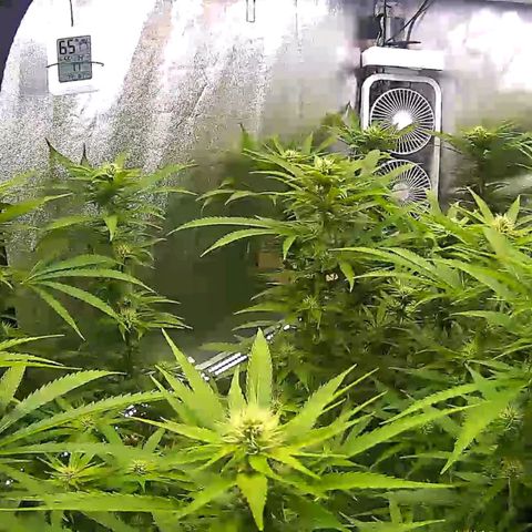 White Widow growlog timeline photo