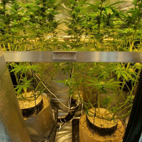 White Widow growlog timeline photo