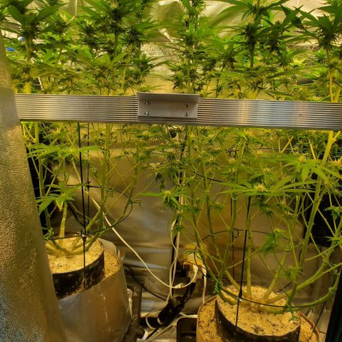 White Widow growlog timeline photo