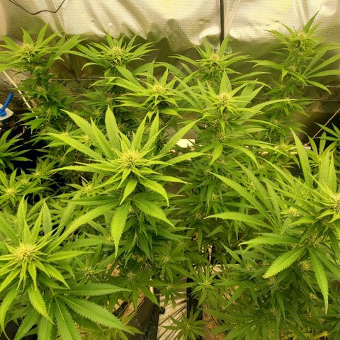 White Widow growlog timeline photo