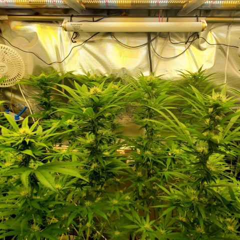 White Widow growlog timeline photo