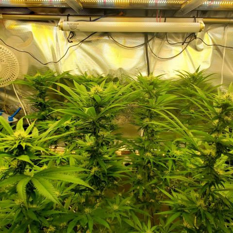 White Widow growlog timeline photo