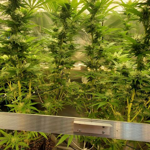 White Widow growlog timeline photo
