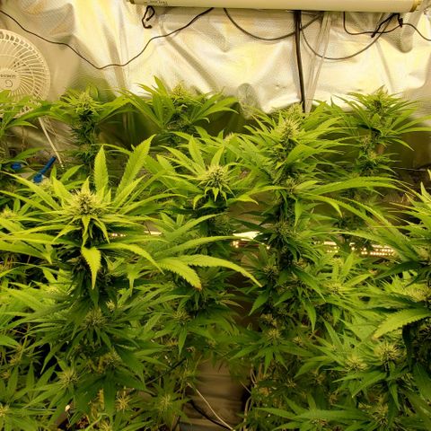 White Widow growlog timeline photo