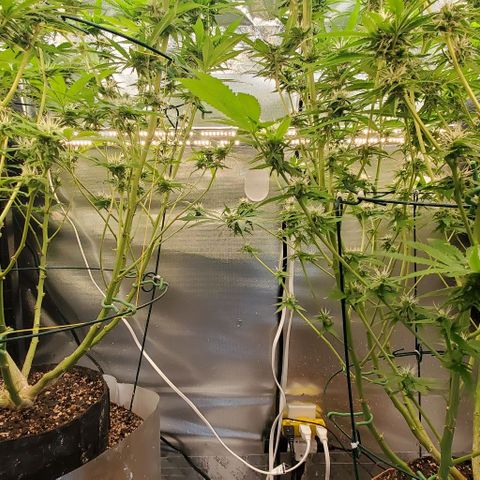 White Widow growlog timeline photo