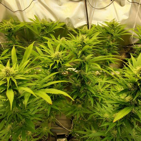 White Widow growlog timeline photo