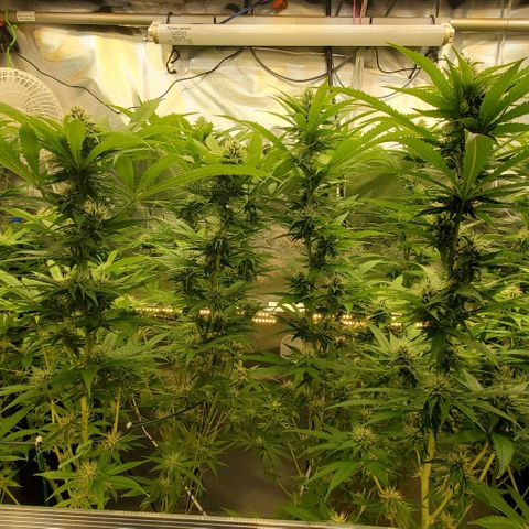 White Widow growlog timeline photo