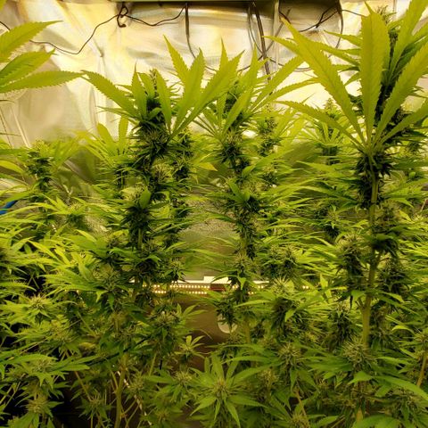 White Widow growlog timeline photo