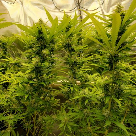 White Widow growlog timeline photo
