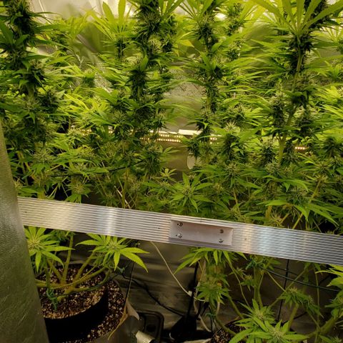 White Widow growlog timeline photo