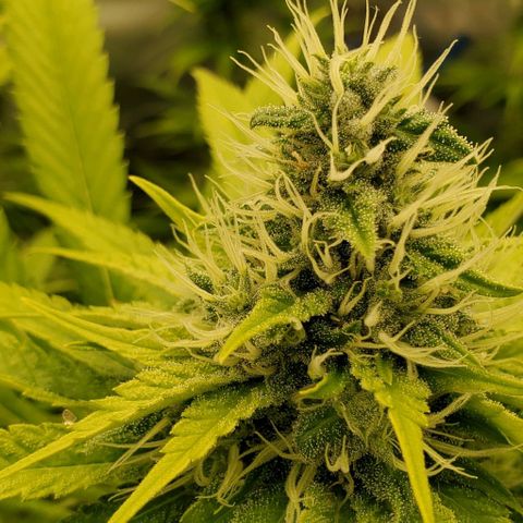 White Widow growlog timeline photo