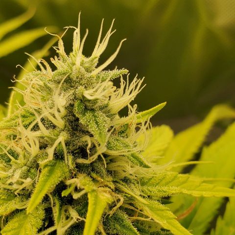 White Widow growlog timeline photo