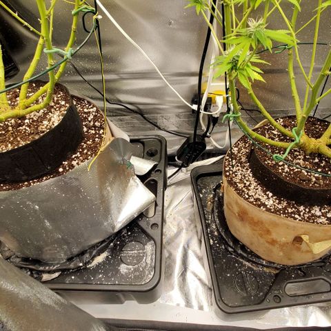 White Widow growlog timeline photo