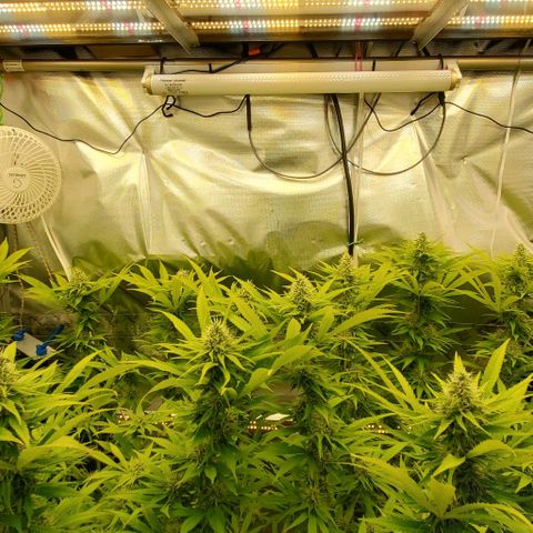 White Widow growlog timeline photo