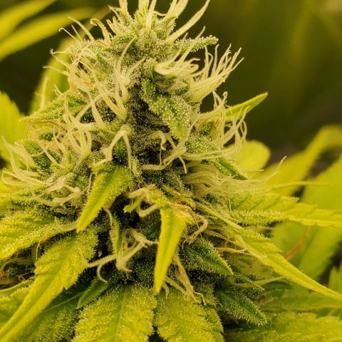 White Widow growlog timeline photo