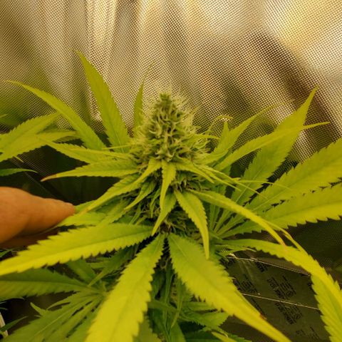 White Widow growlog timeline photo