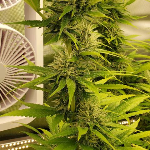 White Widow growlog timeline photo