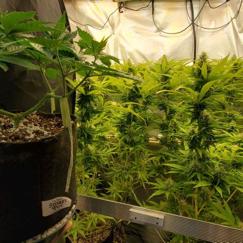 White Widow growlog timeline photo