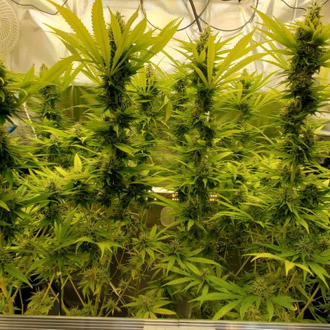 White Widow growlog timeline photo