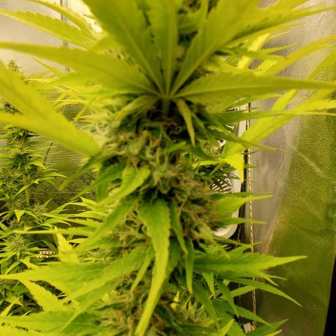 White Widow growlog timeline photo
