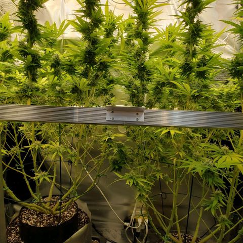 White Widow growlog timeline photo