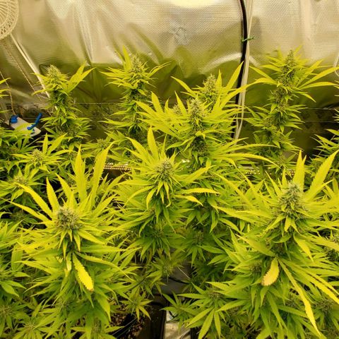 White Widow growlog timeline photo