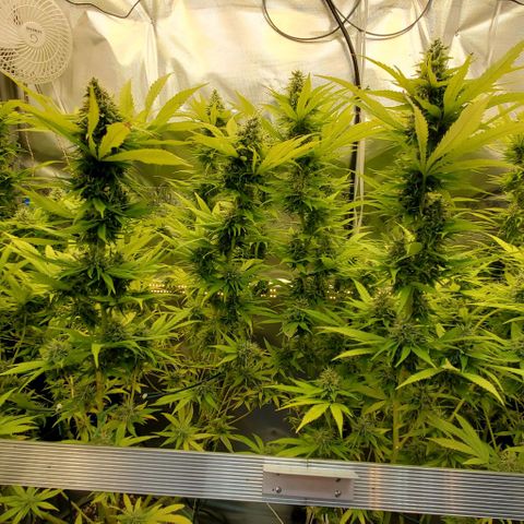 White Widow growlog timeline photo