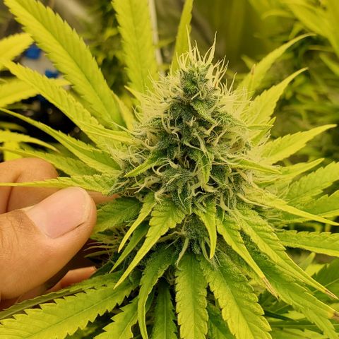 White Widow growlog timeline photo