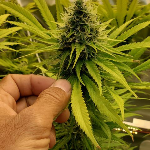 White Widow growlog timeline photo