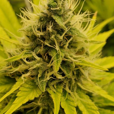 White Widow growlog timeline photo