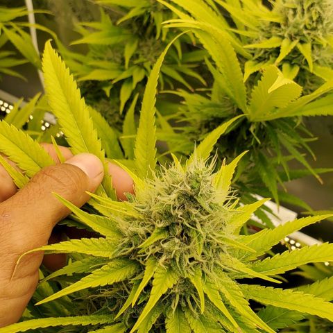 White Widow growlog timeline photo