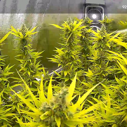 White Widow growlog timeline photo