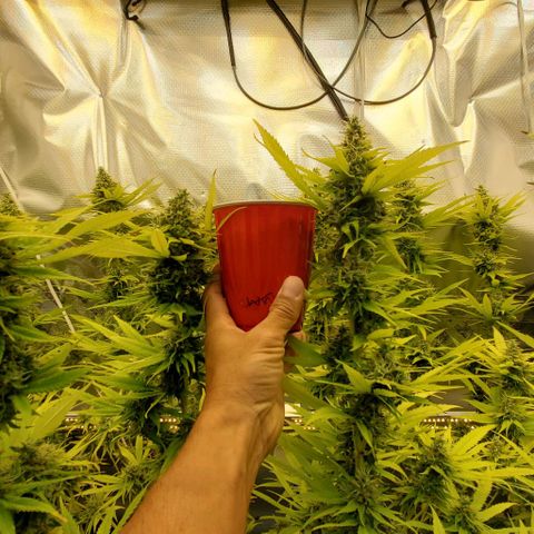 White Widow growlog timeline photo