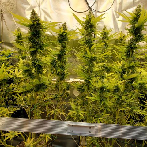 White Widow growlog timeline photo