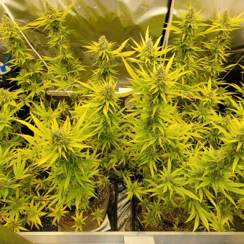 White Widow growlog timeline photo