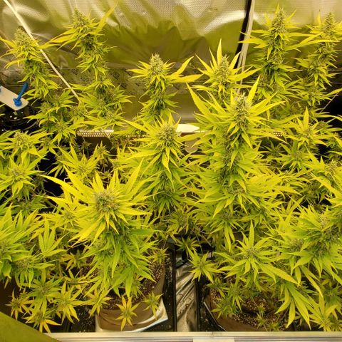 White Widow growlog timeline photo
