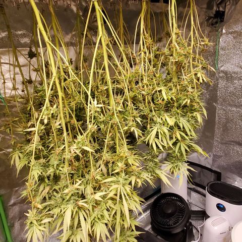 White Widow growlog timeline photo