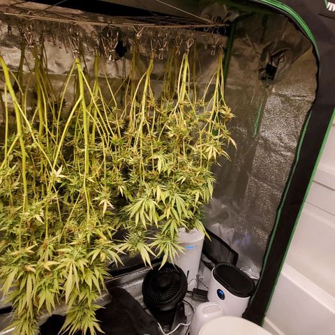White Widow growlog timeline photo