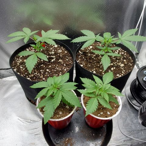 Bruce Banner Fast #2 growlog timeline photo