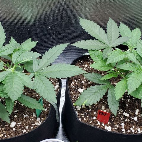 Bruce Banner Fast #2 growlog timeline photo