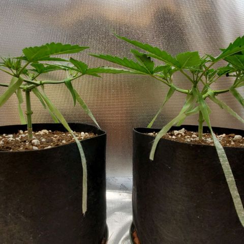 Bruce Banner Fast #2 growlog timeline photo