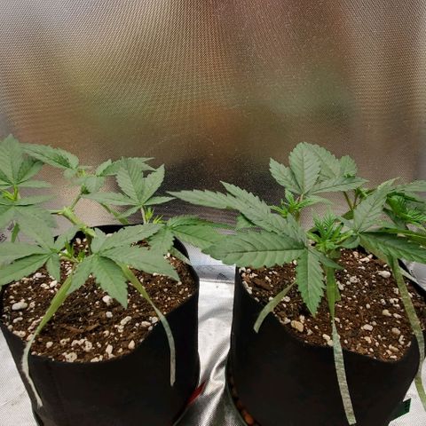 Bruce Banner Fast #2 growlog timeline photo