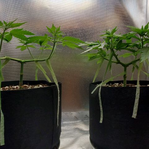 Bruce Banner Fast #2 growlog timeline photo