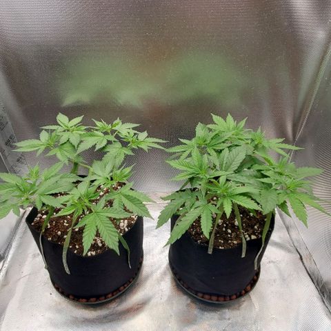 Bruce Banner Fast #2 growlog timeline photo